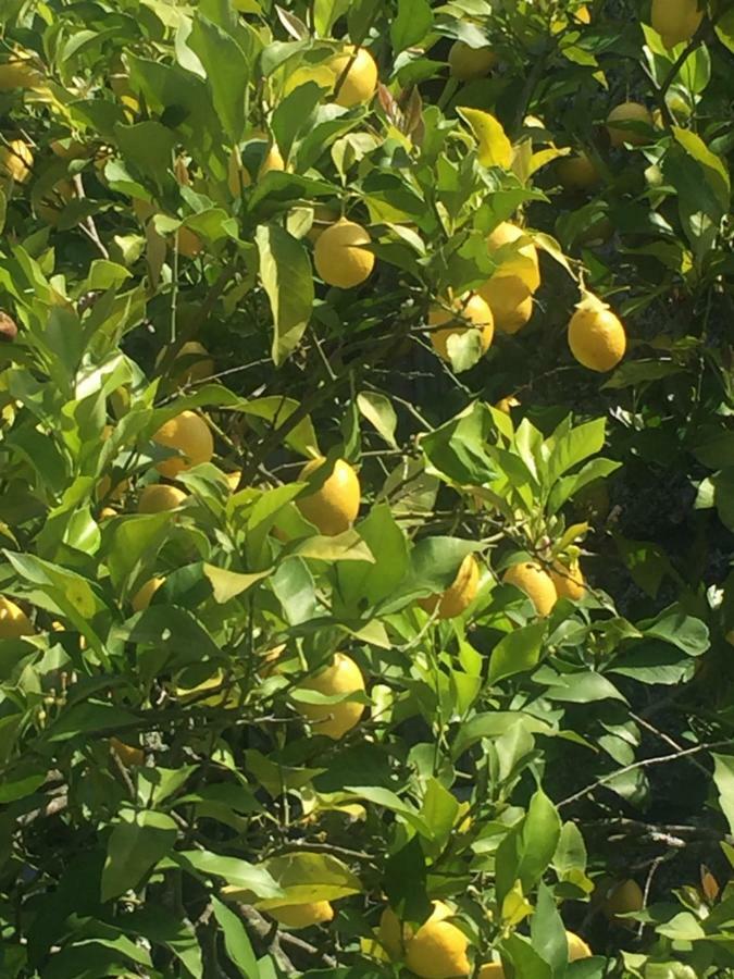 Quinta Do Ladario Villa Várzea Ovelha e Aliviada Eksteriør bilde